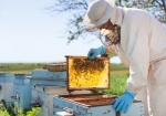В Україні вперше запроваджується підтримка бджільництва