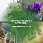 Не купуй &mdash; збережи! Зривати, продавати і купувати первоцвіти &mdash; заборонено!