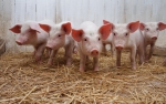 Інформація щодо недопущення занесення збудника африканської чуми свиней на територію району